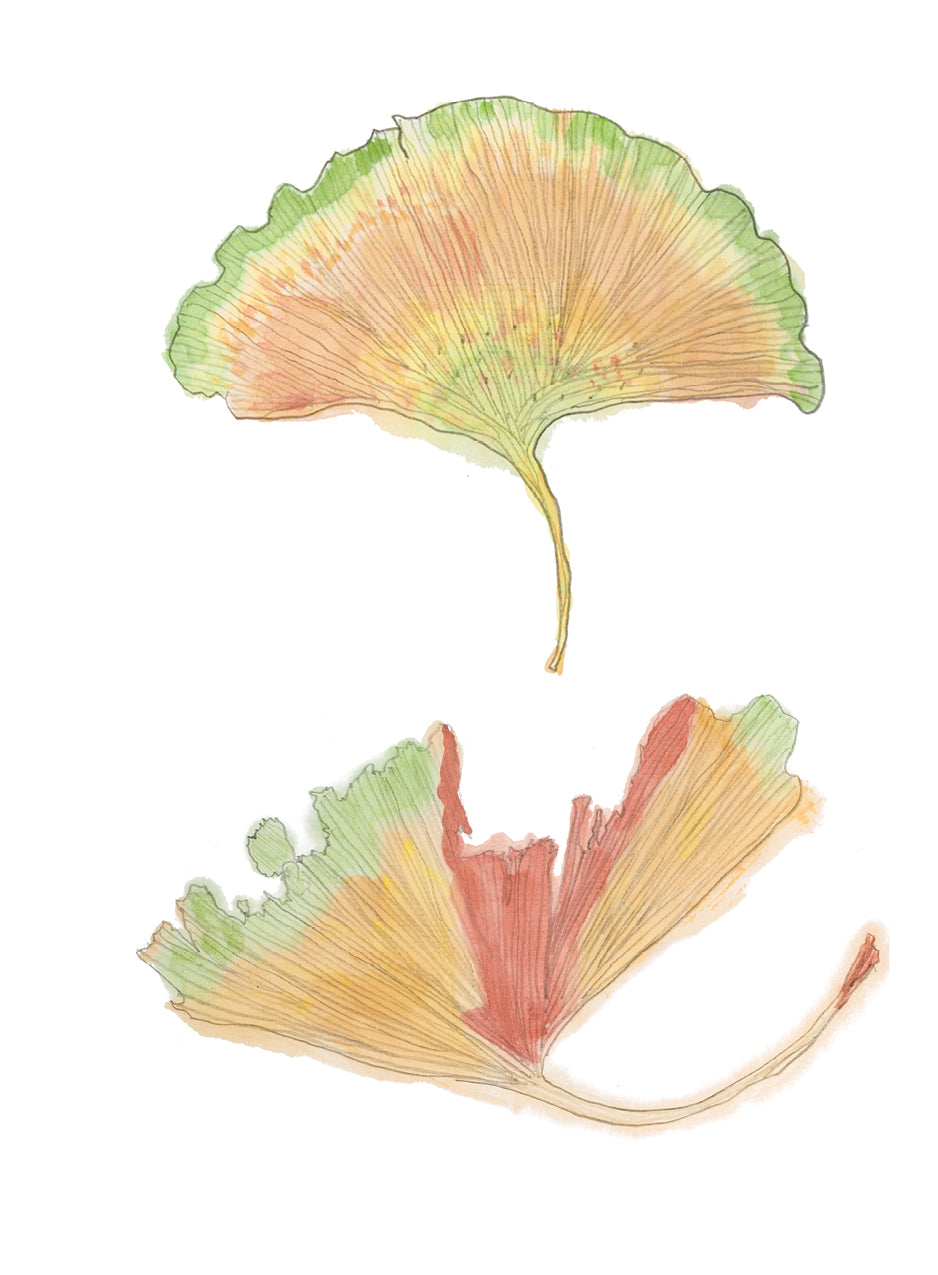 This Single Road: Postcards and Notebooks from Kyoto